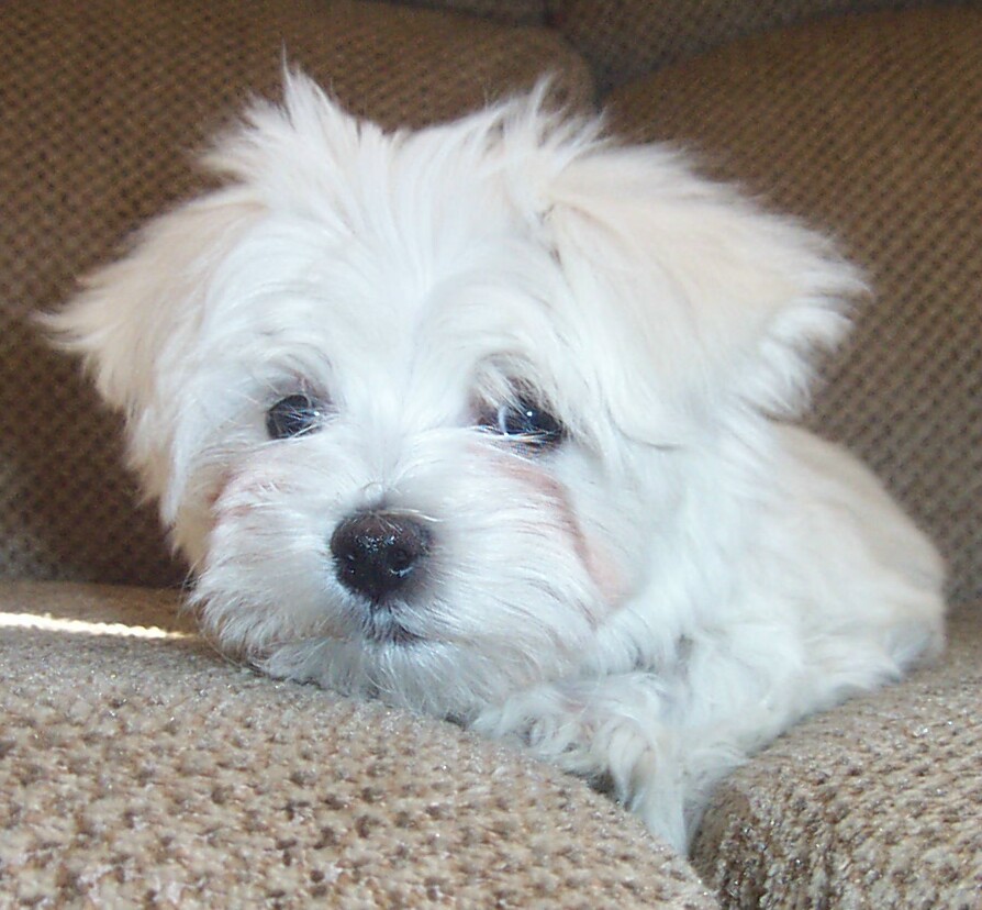 charliecute.jpg